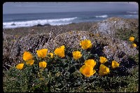 California poppies  (Eschscholzia californica) along the dunes in Monterey County, CA