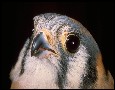 American kestrel (Falco sparverius)
