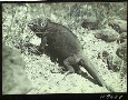 South Seymour Islands, Galapagos, Ecuador - 1932 by Toshio Asaeda -- N9688