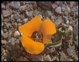 Desert mariposa (Calochortus kennedyi)