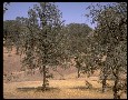 Blue oak (Quercus douglasii)