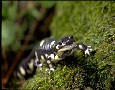 California tiger salamander (Ambystoma californiense)
