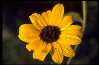 Sunflower (Helianthus annuus|