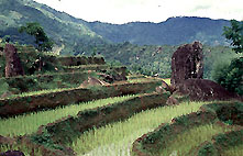 Nepal Rice Fields