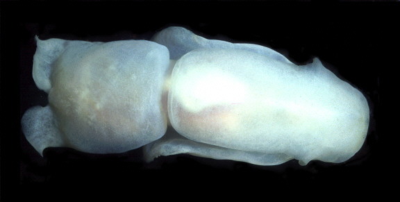 Philine auriformis